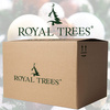 Choinka sztuczna z szyszkami Premium Royal Trees 220 cm sosna diamentowa ośnieżona